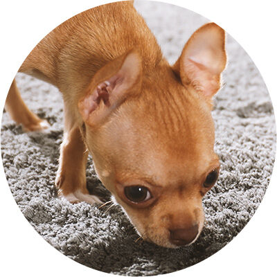 petit chien qui boit